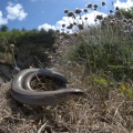 Slow Worm (Anguis Fragilis) by Jack Perks